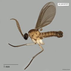 Sciaridae sp. "ZRCBDP0058759" • © Maimon Hussin • All Rights Reserved