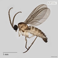 Sciaridae sp. "ZRCBDP0058759" • © Maimon Hussin • All Rights Reserved