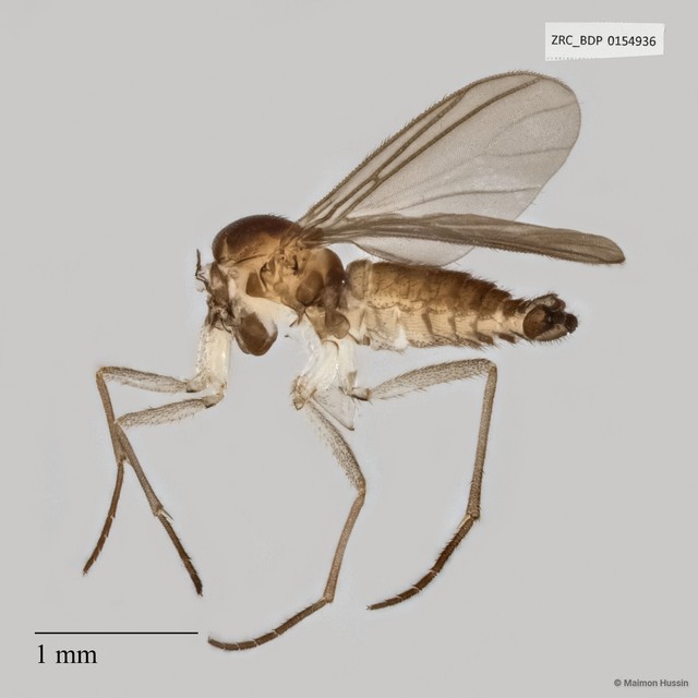 Sciaridae sp. "ZRCBDP0066695" • © Maimon Hussin • All Rights Reserved