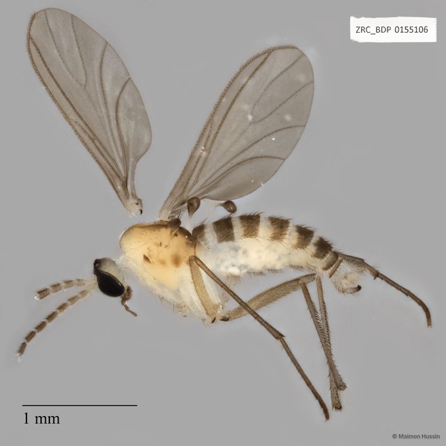 Sciaridae sp. "ZRCBDP0072709" • © Maimon Hussin • All Rights Reserved