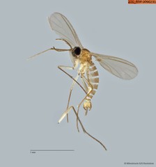 Sciaridae sp. "ZRCBDP0090231"