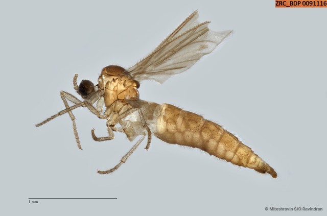 Sciaridae sp. "ZRCBDP0091116" • © Miteshravin S/O Ravindran • All Rights Reserved