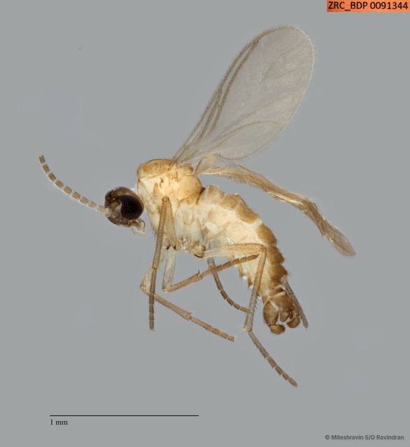 Sciaridae sp. "ZRCBDP0091344" • © Miteshravin S/O Ravindran • All Rights Reserved