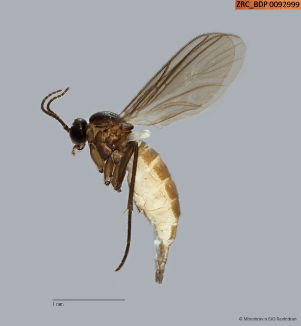 Sciaridae sp. "ZRCBDP0092999" • © Miteshravin S/O Ravindran • All Rights Reserved