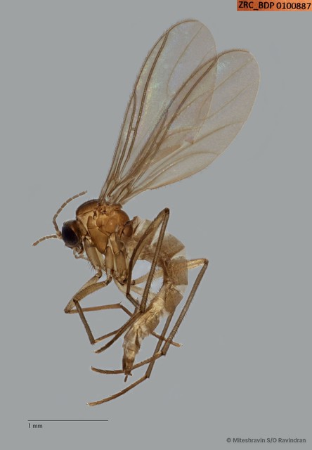 Sciaridae sp. "ZRCBDP0100883" • © Miteshravin S/O Ravindran • All Rights Reserved