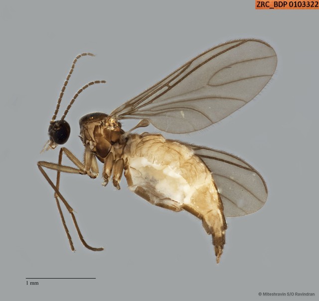 Sciaridae sp. "ZRCBDP0103322" • © Miteshravin S/O Ravindran • All Rights Reserved