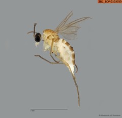 Sciaridae sp. "ZRCBDP0103355"