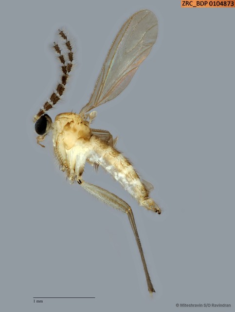 Sciaridae sp. "ZRCBDP0104873" • © Miteshravin S/O Ravindran • All Rights Reserved