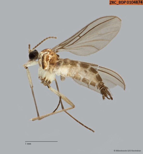 Sciaridae sp. "ZRCBDP0104874" • © Miteshravin S/O Ravindran • All Rights Reserved