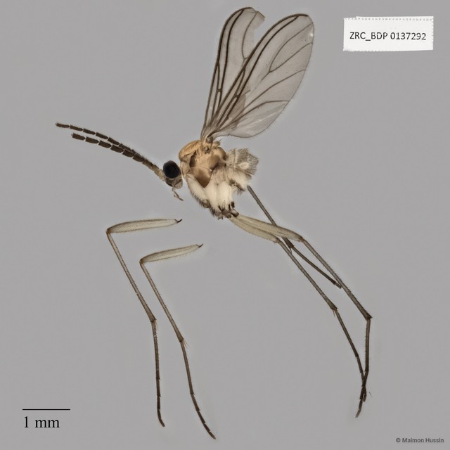 Sciaridae sp. "ZRCBDP0120482" • © Maimon Hussin • All Rights Reserved