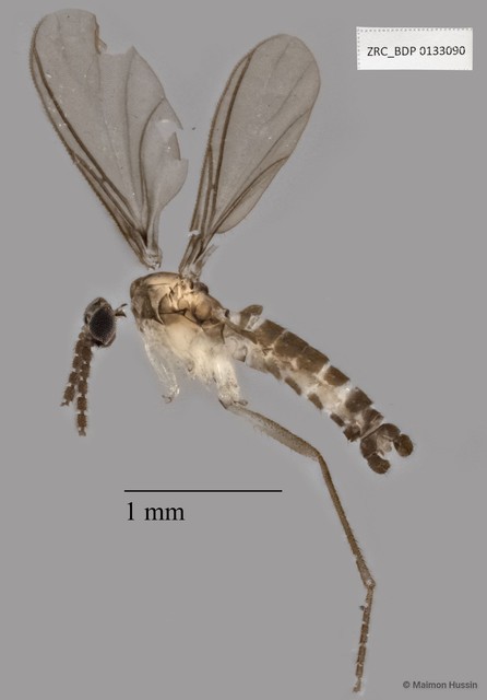 Sciaridae sp. "ZRCBDP0133090" • © Maimon Hussin • All Rights Reserved