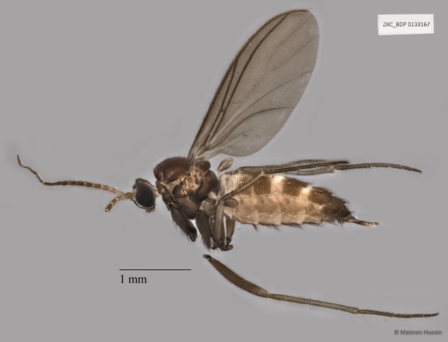 Sciaridae sp. "ZRCBDP0133166" • © Maimon Hussin • All Rights Reserved