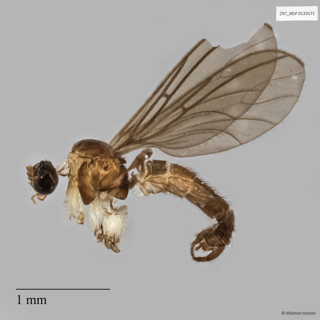 Sciaridae sp. "ZRCBDP0133171" • © Maimon Hussin • All Rights Reserved
