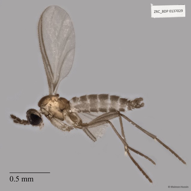 Sciaridae sp. "ZRCBDP0137029" • © Maimon Hussin • All Rights Reserved
