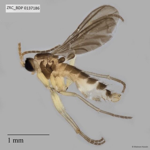 Sciaridae sp. "ZRCBDP0137186" • © Maimon Hussin • All Rights Reserved