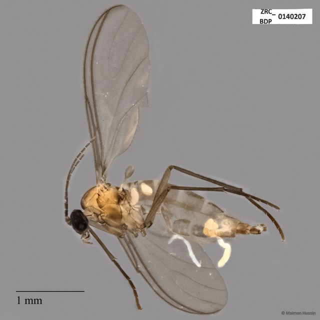 Sciaridae sp. "ZRCBDP0140207" • © Maimon Hussin • All Rights Reserved