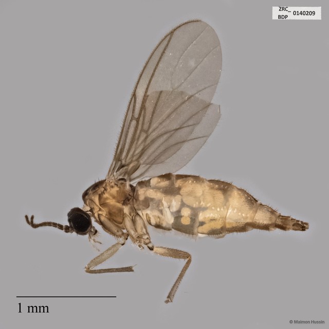 Sciaridae sp. "ZRCBDP0140209" • © Maimon Hussin • All Rights Reserved
