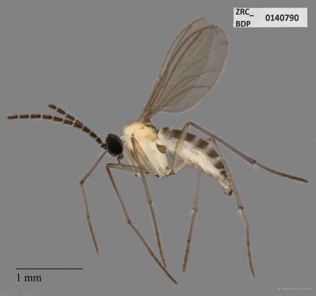 Sciaridae sp. "ZRCBDP0140790" • © Maimon Hussin • All Rights Reserved
