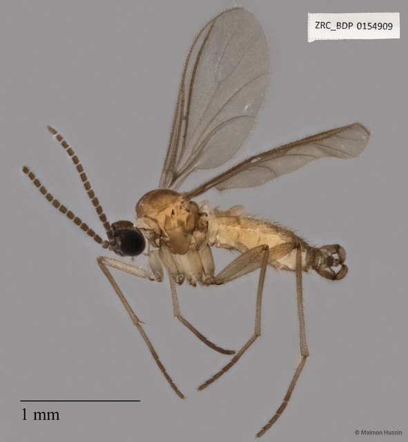 Sciaridae sp. "ZRCBDP0154909" • © Maimon Hussin • All Rights Reserved