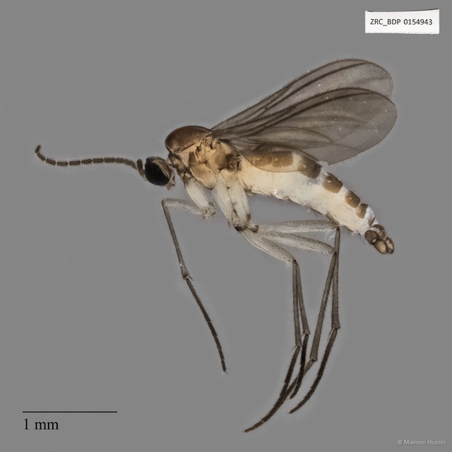 Sciaridae sp. "ZRCBDP0154943" • © Maimon Hussin • All Rights Reserved