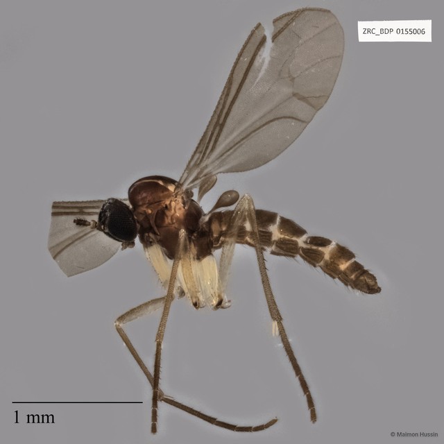 Sciaridae sp. "ZRCBDP0155006" • © Maimon Hussin • All Rights Reserved