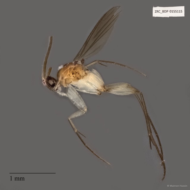 Sciaridae sp. "ZRCBDP0155115" • © Maimon Hussin • All Rights Reserved