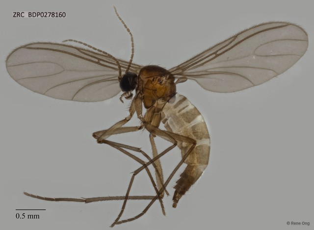 Sciaridae sp. "ZRCBDP0278160" • © Rene Ong • All Rights Reserved