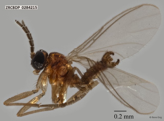 Sciaridae sp. "ZRCBDP0284215" • © Rene Ong • All Rights Reserved