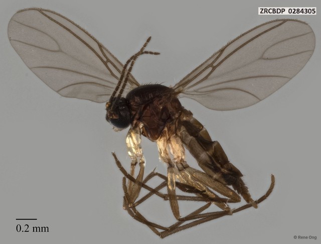 Sciaridae sp. "ZRCBDP0284305" • © Rene Ong • All Rights Reserved