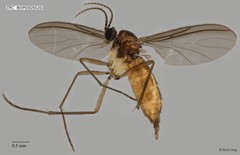 Sciaridae sp. "ZRCBDP0305526"