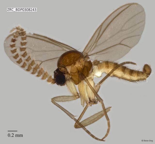 Sciaridae sp. "ZRCBDP0305594" • © Rene Ong • All Rights Reserved