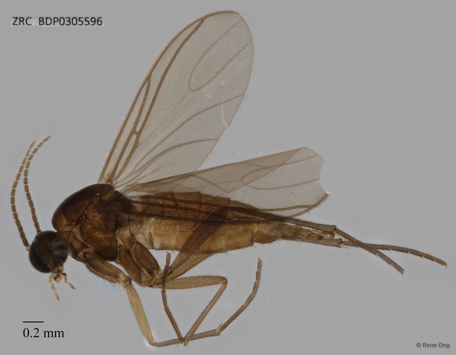 Sciaridae sp. "ZRCBDP0305596" • © Rene Ong • All Rights Reserved
