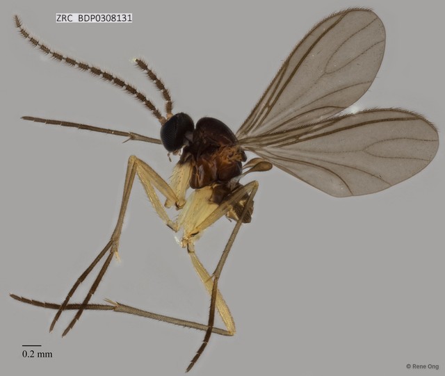 Sciaridae sp. "ZRCBDP0308131" • © Rene Ong • All Rights Reserved