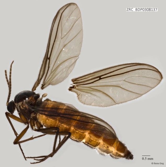 Sciaridae sp. "ZRCBDP0308137" • © Rene Ong • All Rights Reserved