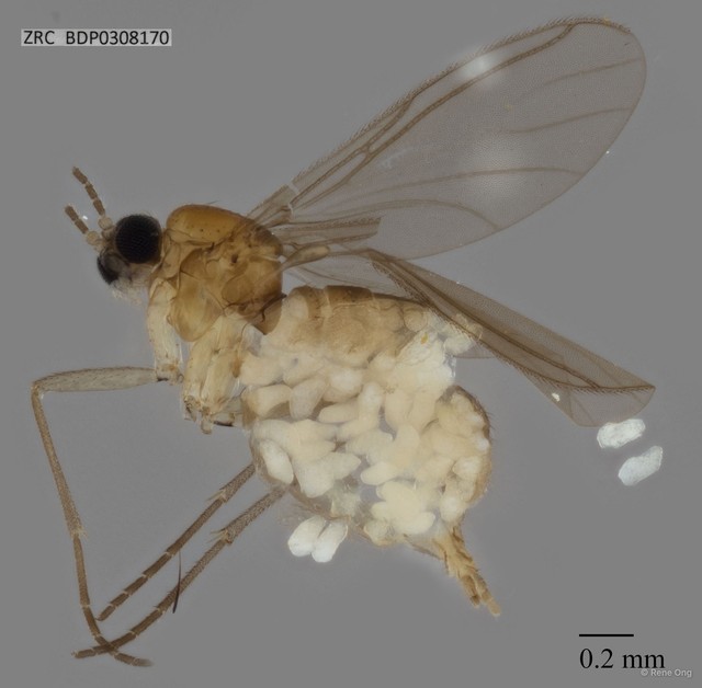 Sciaridae sp. "ZRCBDP0308170" • © Rene Ong • All Rights Reserved