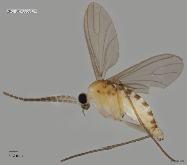 Sciaridae sp. "ZRCBDP0308174" • © Rene Ong • All Rights Reserved