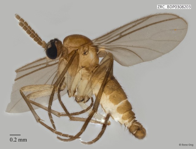 Sciaridae sp. "ZRCBDP0308203" • © Rene Ong • All Rights Reserved