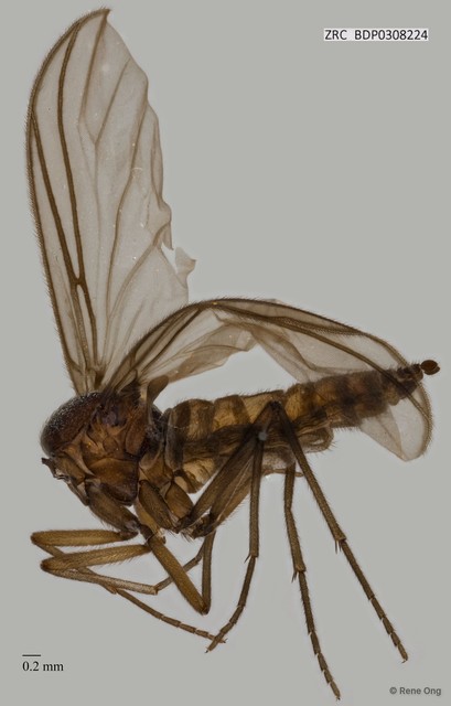 Sciaridae sp. "ZRCBDP0308224" • © Rene Ong • All Rights Reserved