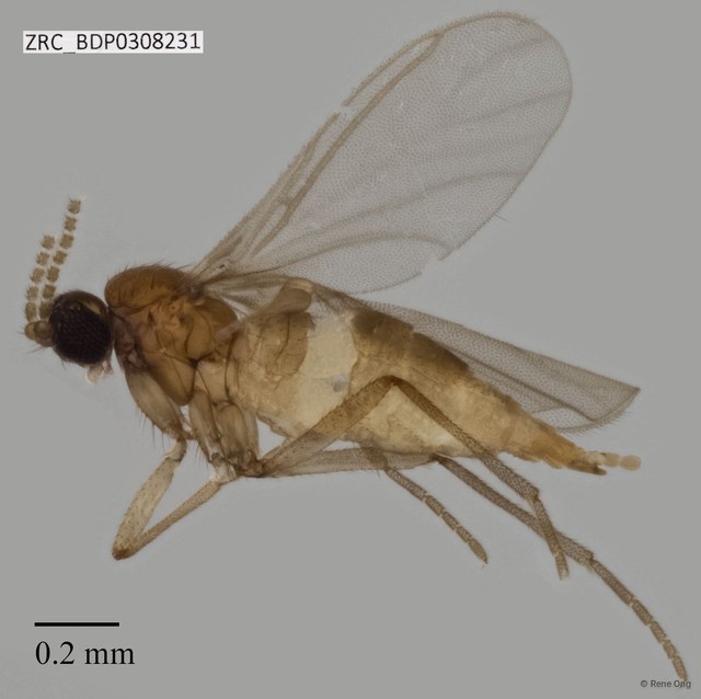 Sciaridae sp. "ZRCBDP0308231" • © Rene Ong • All Rights Reserved
