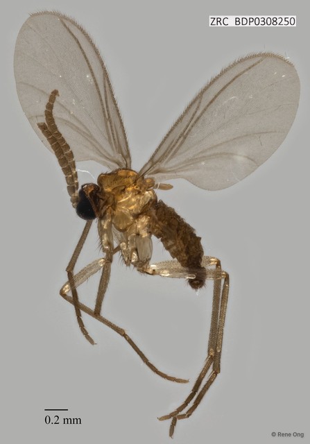 Sciaridae sp. "ZRCBDP0308250" • © Rene Ong • All Rights Reserved