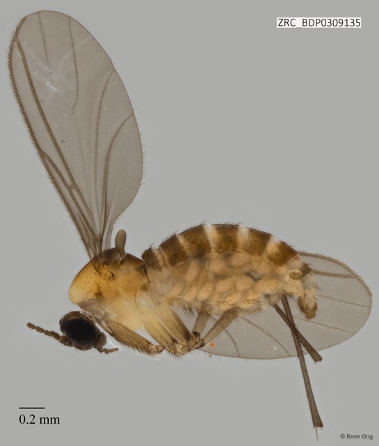 Sciaridae sp. "ZRCBDP0309135" • © Rene Ong • All Rights Reserved