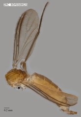 Sciaridae sp. "ZRCBDP0309523"