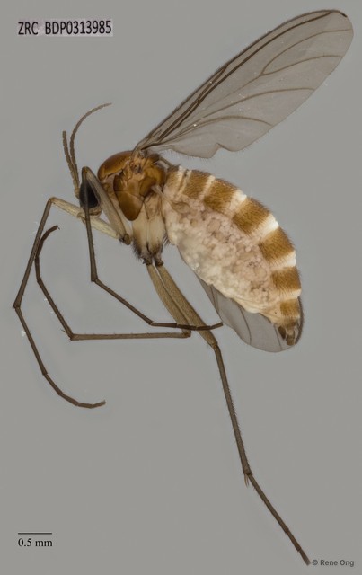 Sciaridae sp. "ZRCBDP0313985" • © Rene Ong • All Rights Reserved