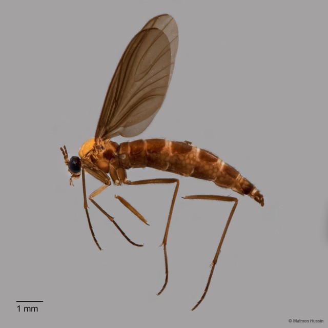 Sciara sp. "ZRCBDP0025168" • © Maimon Hussin • All Rights Reserved