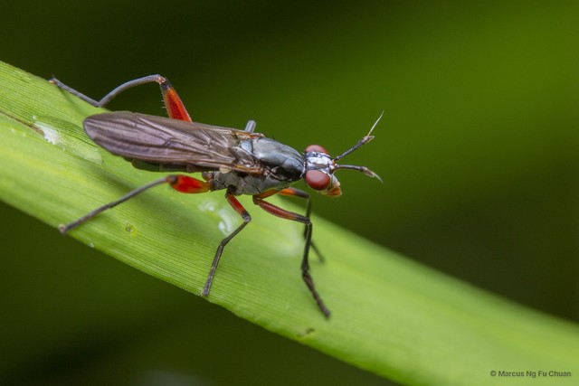 Sepedon plumbella • © Marcus Ng Fu Chuan • All Rights Reserved