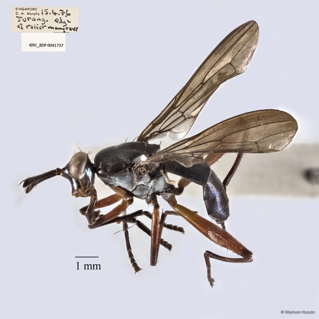 Sepedon plumbella
