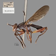 Sepedon plumbella • © Maimon Hussin • All Rights Reserved