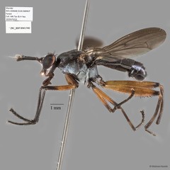 Sepedon plumbella • © Maimon Hussin • All Rights Reserved