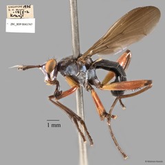 Sepedon plumbella • © Maimon Hussin • All Rights Reserved