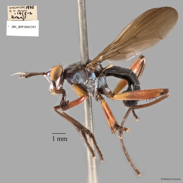 Sepedon plumbella